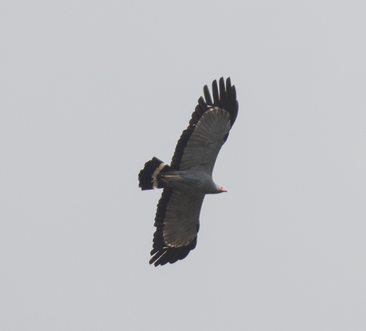 African Harrier-Hawk - ML644101635