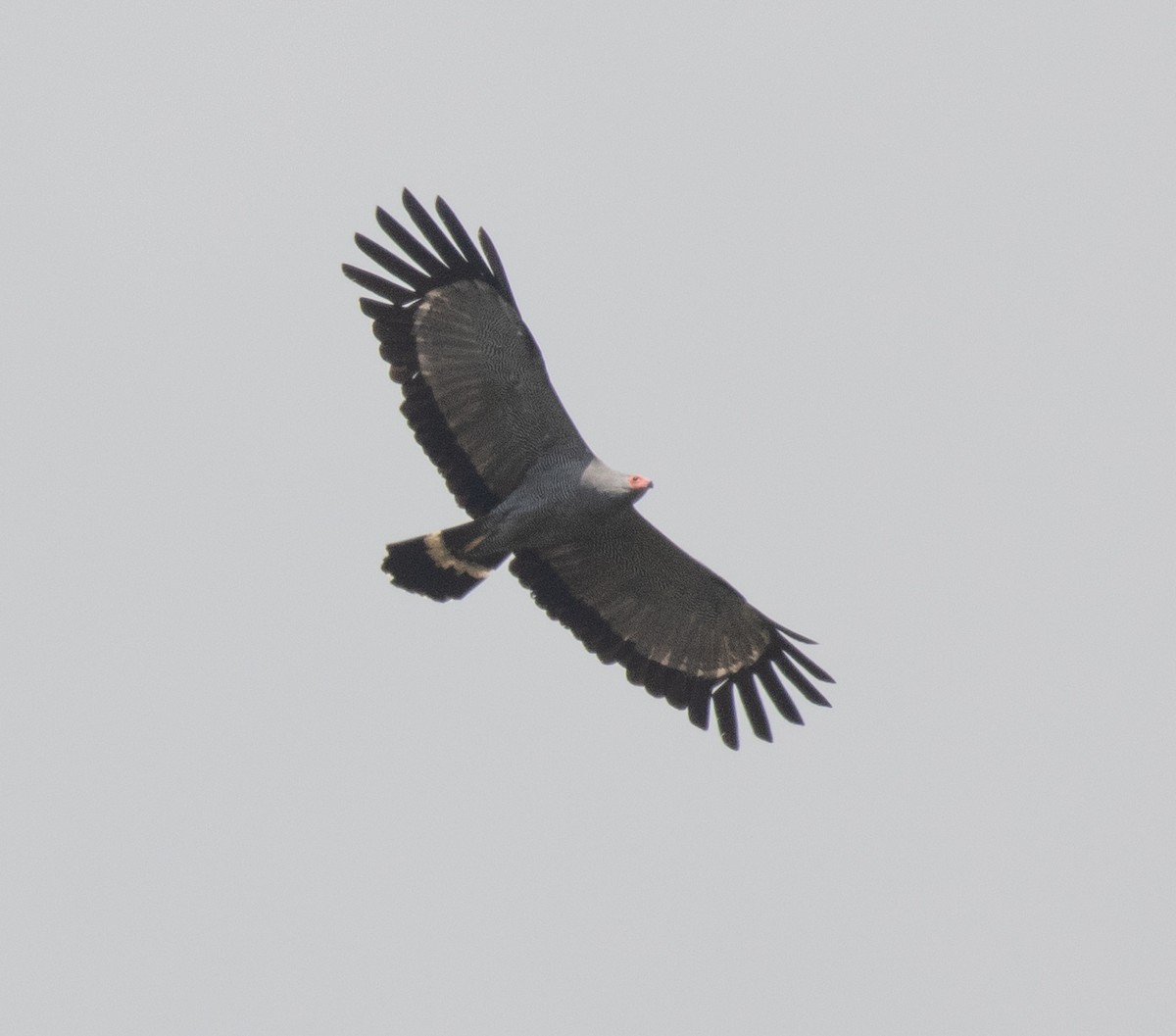 African Harrier-Hawk - ML644101637