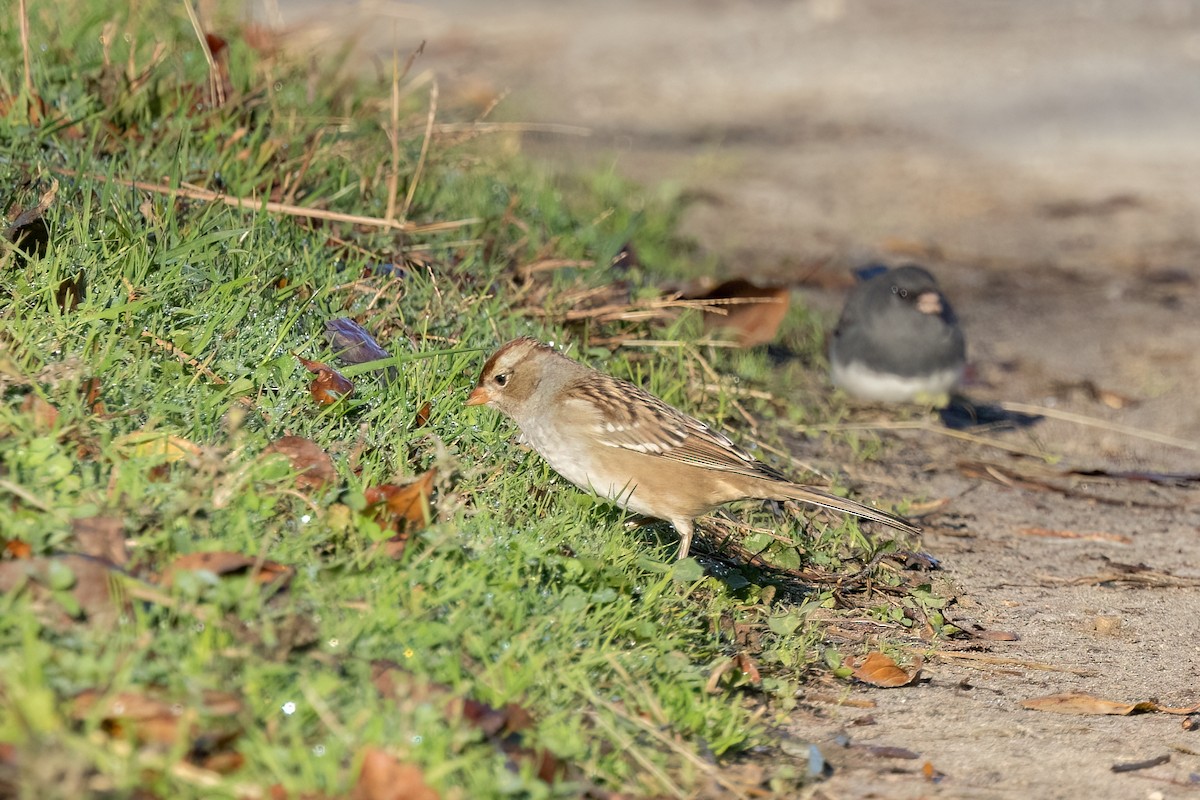 White-crowned Sparrow - ML644101648