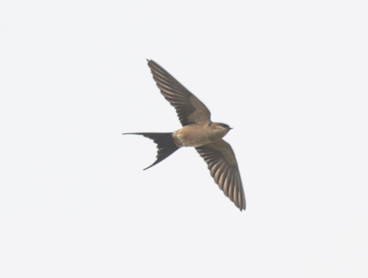 African Red-rumped Swallow - ML644101667