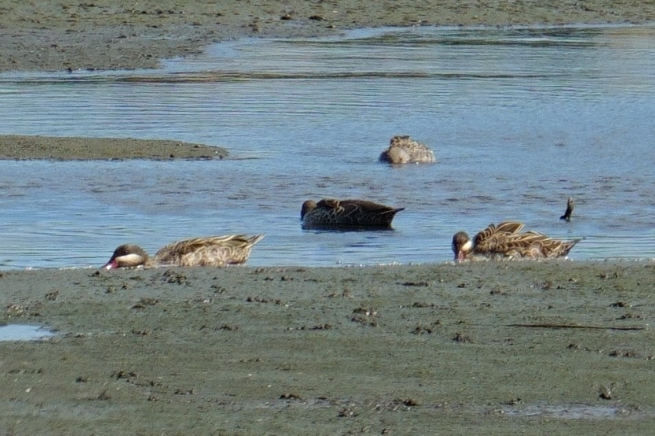 Canard à bec rouge - ML644101680
