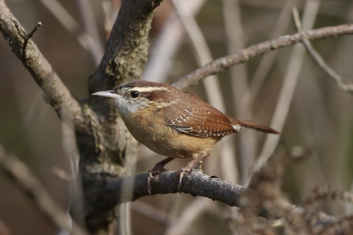 Carolina Wren - ML644101691