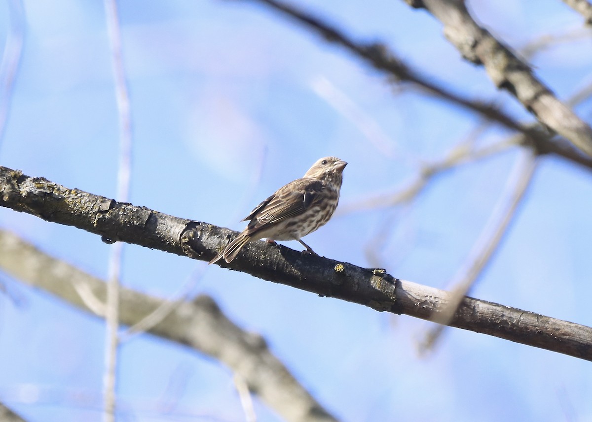 Purple Finch - ML644101700
