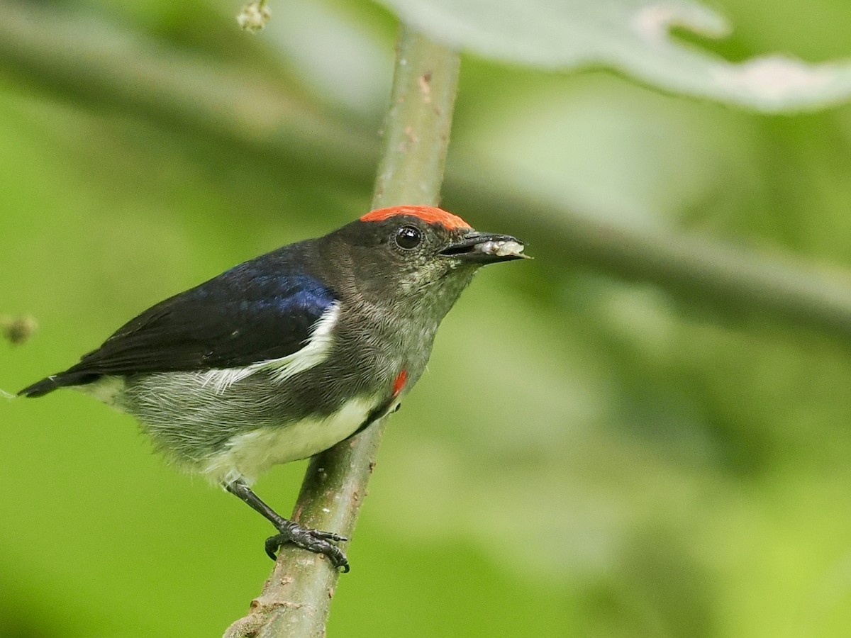 Dicée à tête rouge - ML644101704