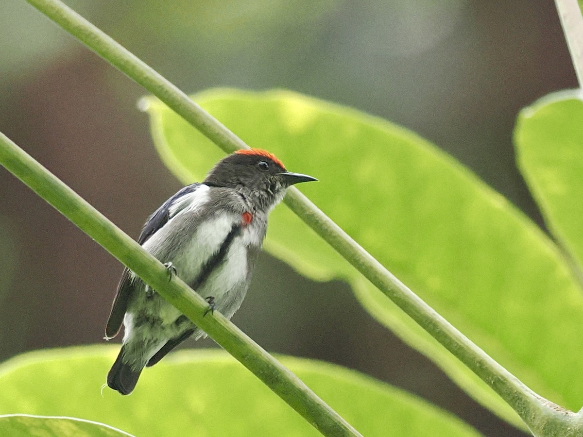 Dicée à tête rouge - ML644101706