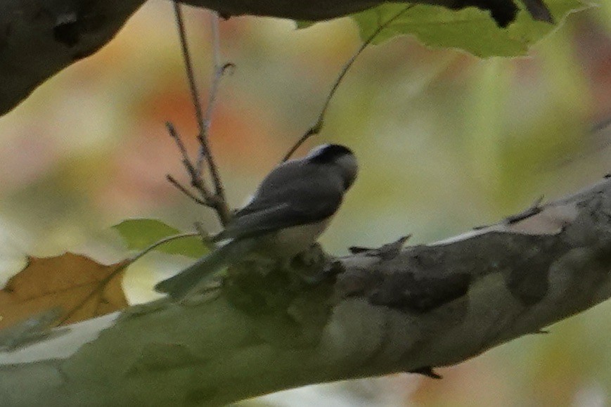 Carolina Chickadee - ML644101710