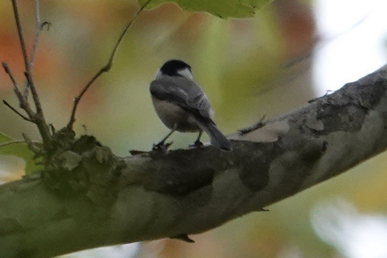Carolina Chickadee - ML644101713