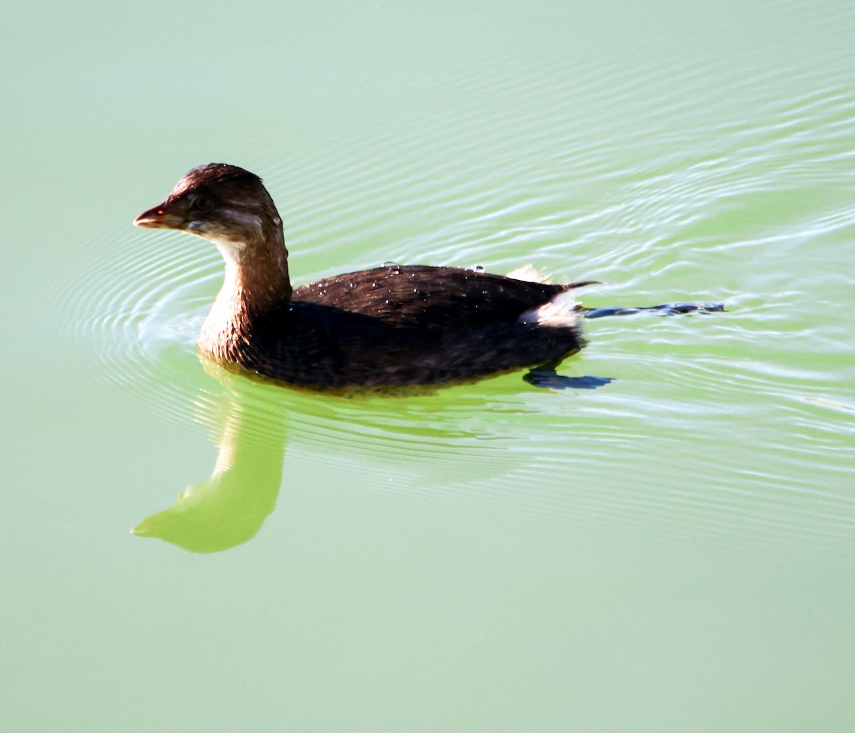 Pied-billed Grebe - ML644101715