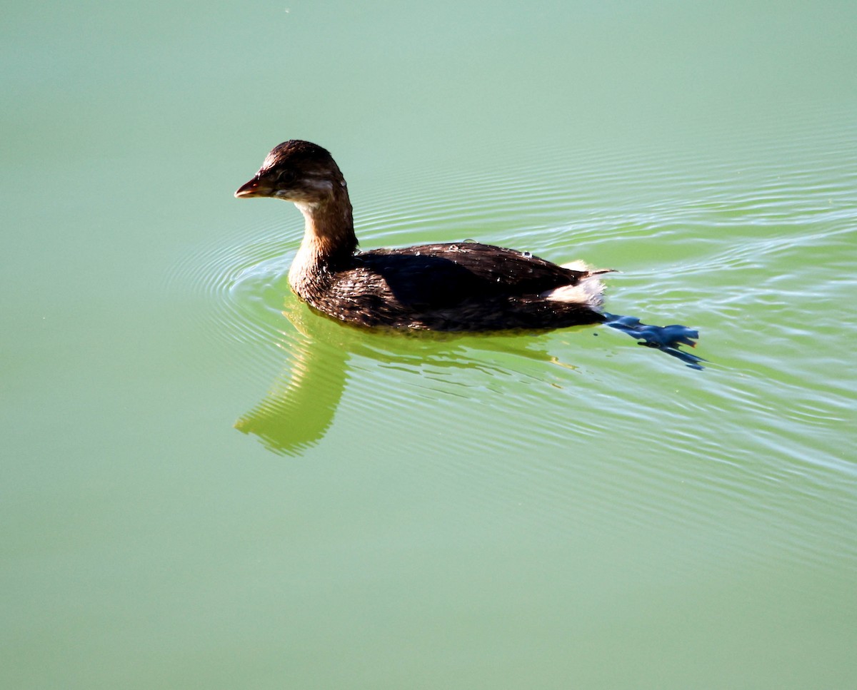 Pied-billed Grebe - ML644101716