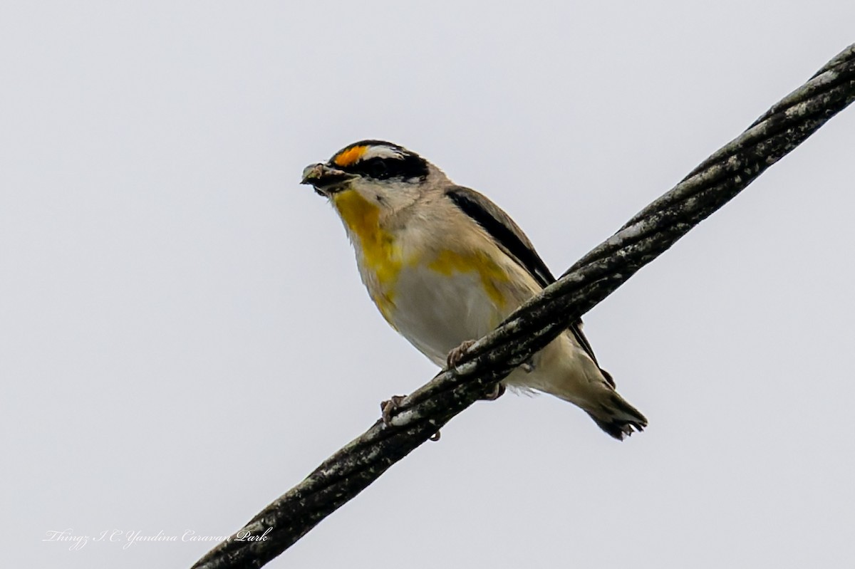 Striated Pardalote - ML644101730