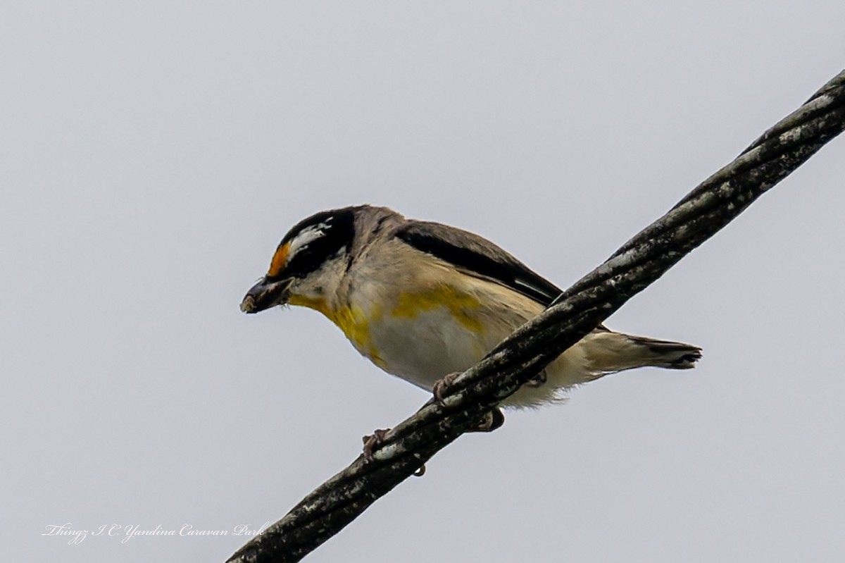 Striated Pardalote - ML644101731