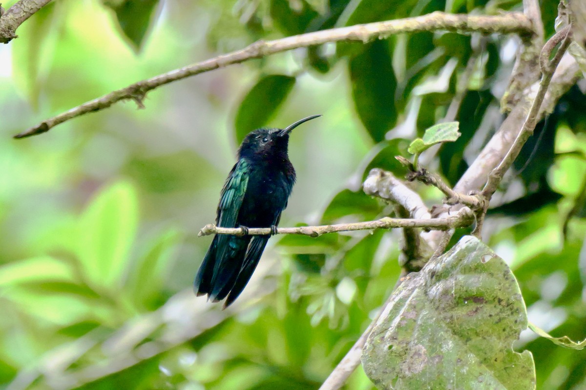 Purple-throated Carib - ML644101738