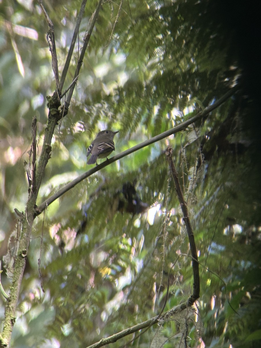 Acadian Flycatcher - ML644101740
