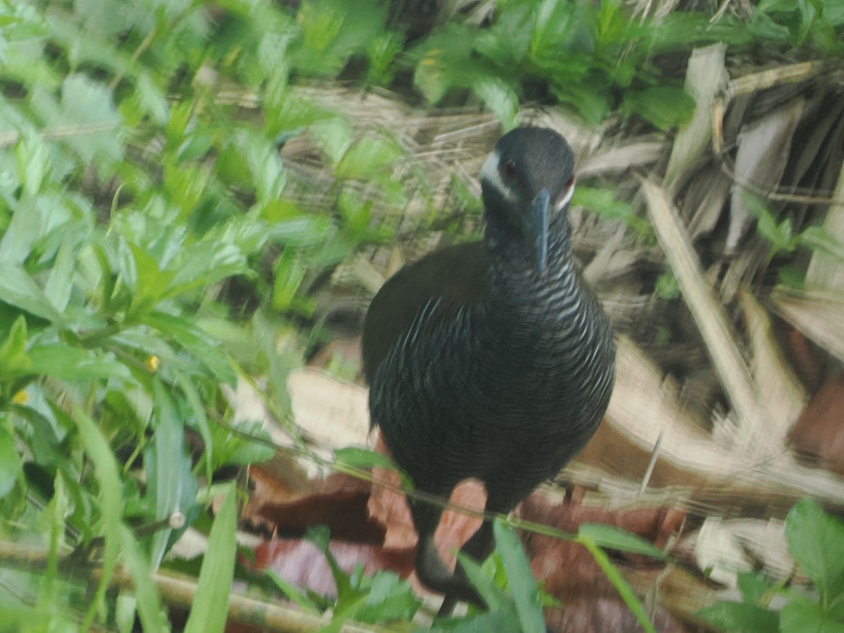 Barred Rail - ML644101784