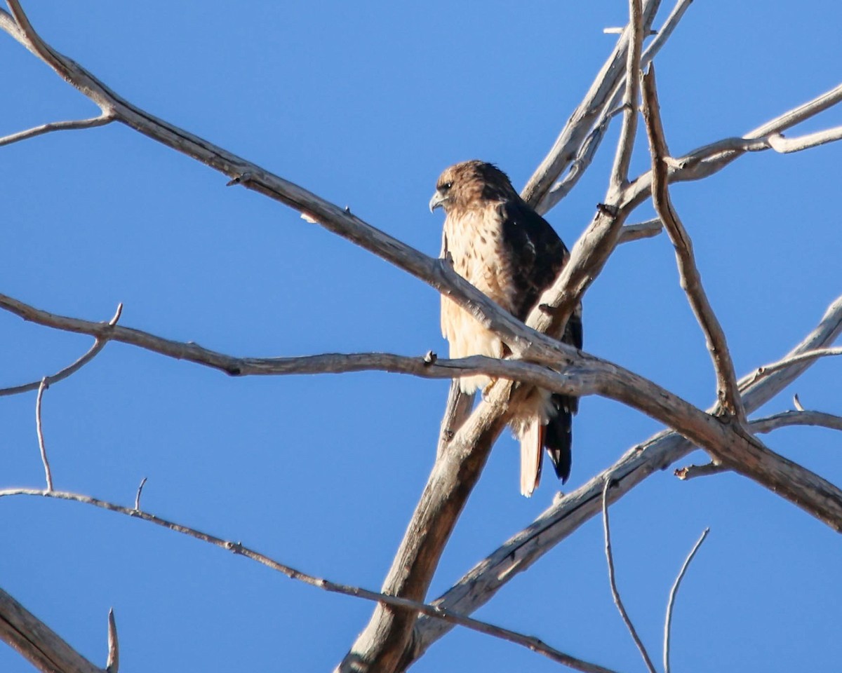 Red-tailed Hawk - ML644101801