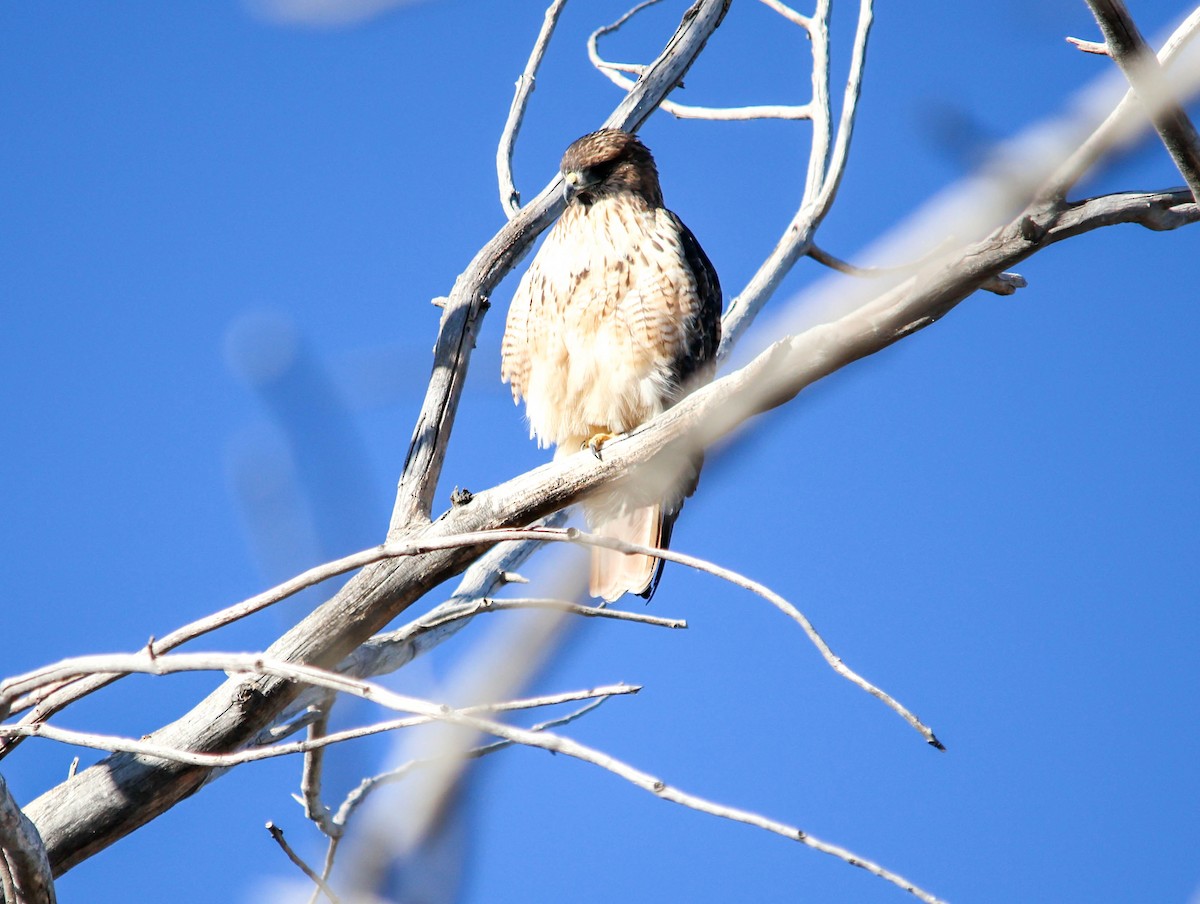 Red-tailed Hawk - ML644101802