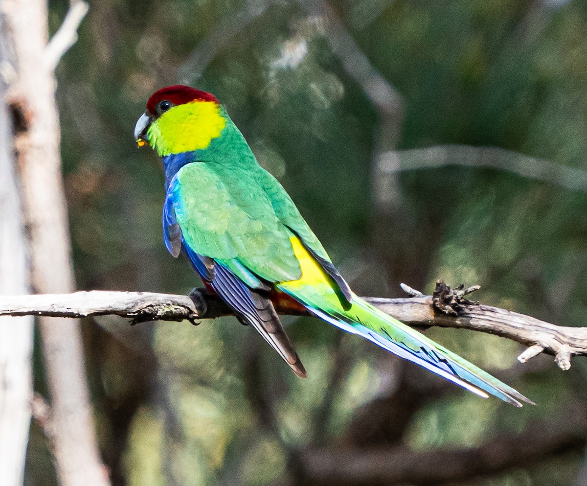 Red-capped Parrot - ML644101803