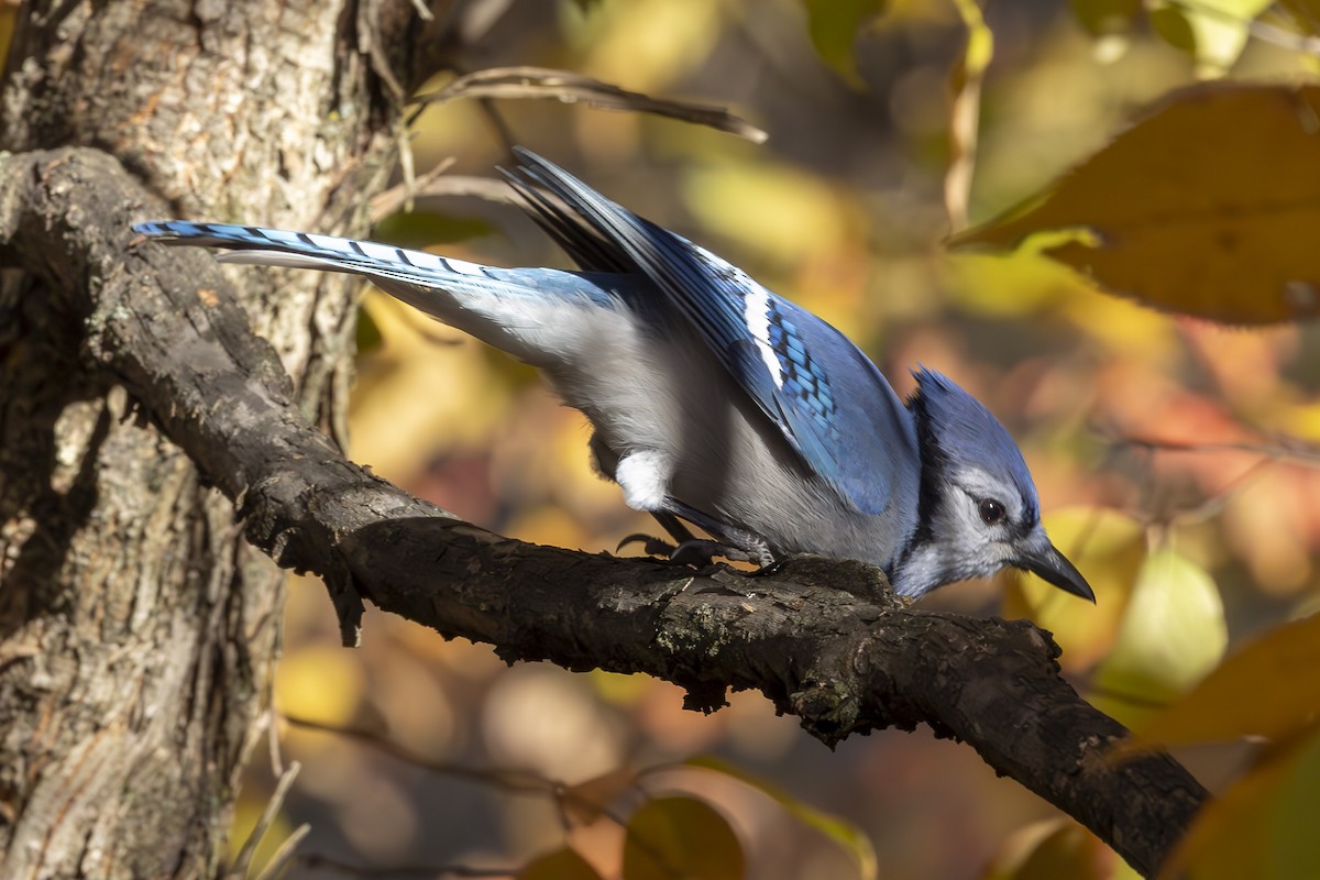 Blue Jay - ML644101810