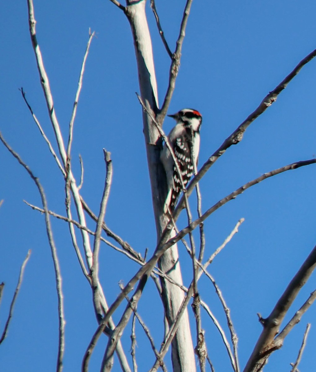 Downy Woodpecker - ML644101823