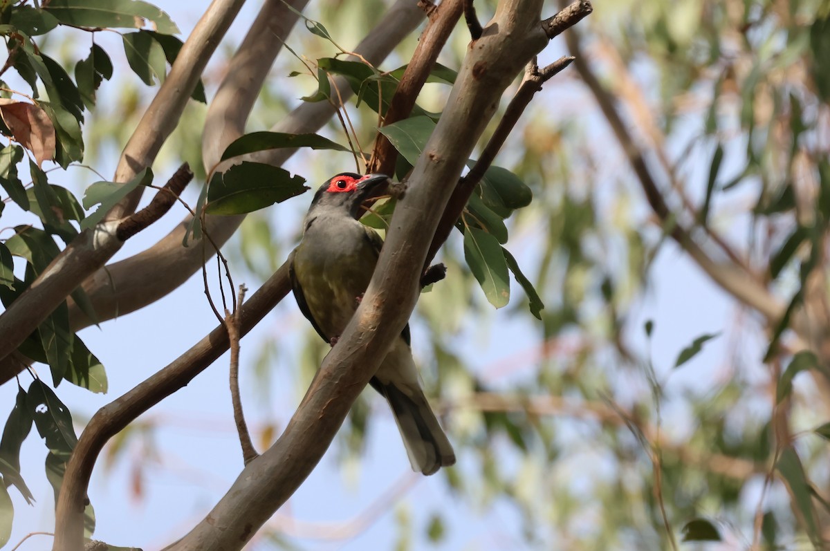 Australasian Figbird - ML644101827