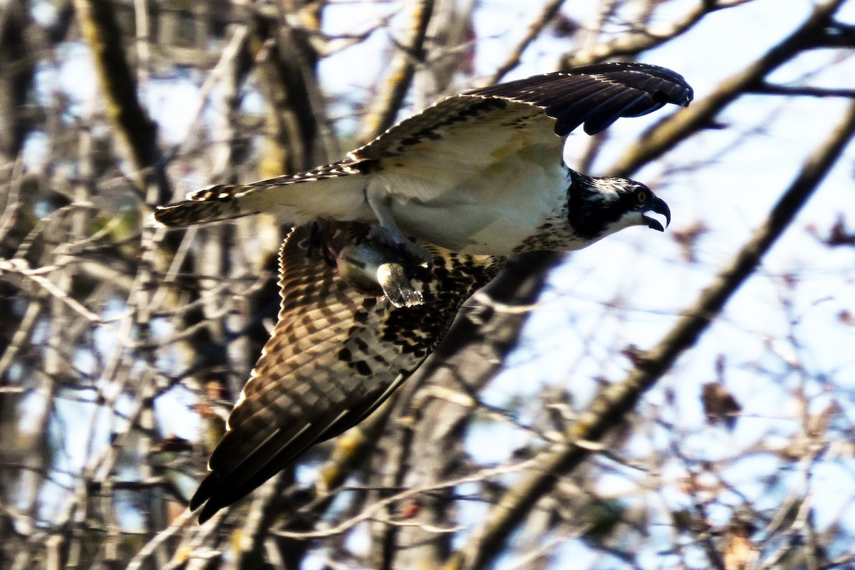 Osprey - ML644101835