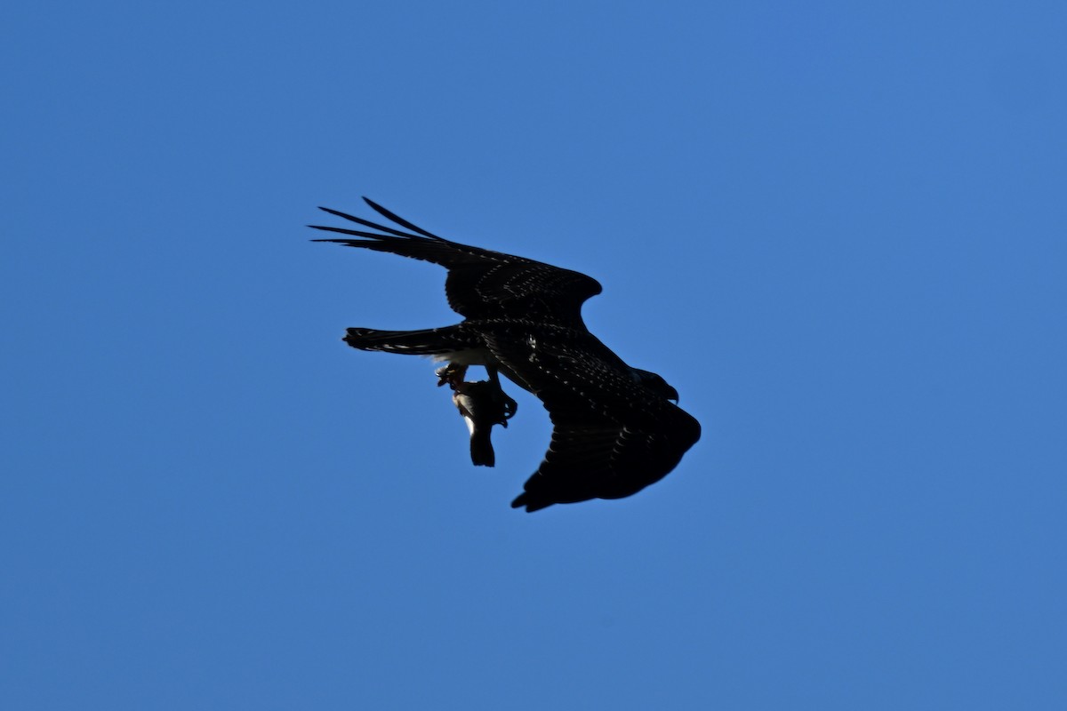 Osprey - ML644101836