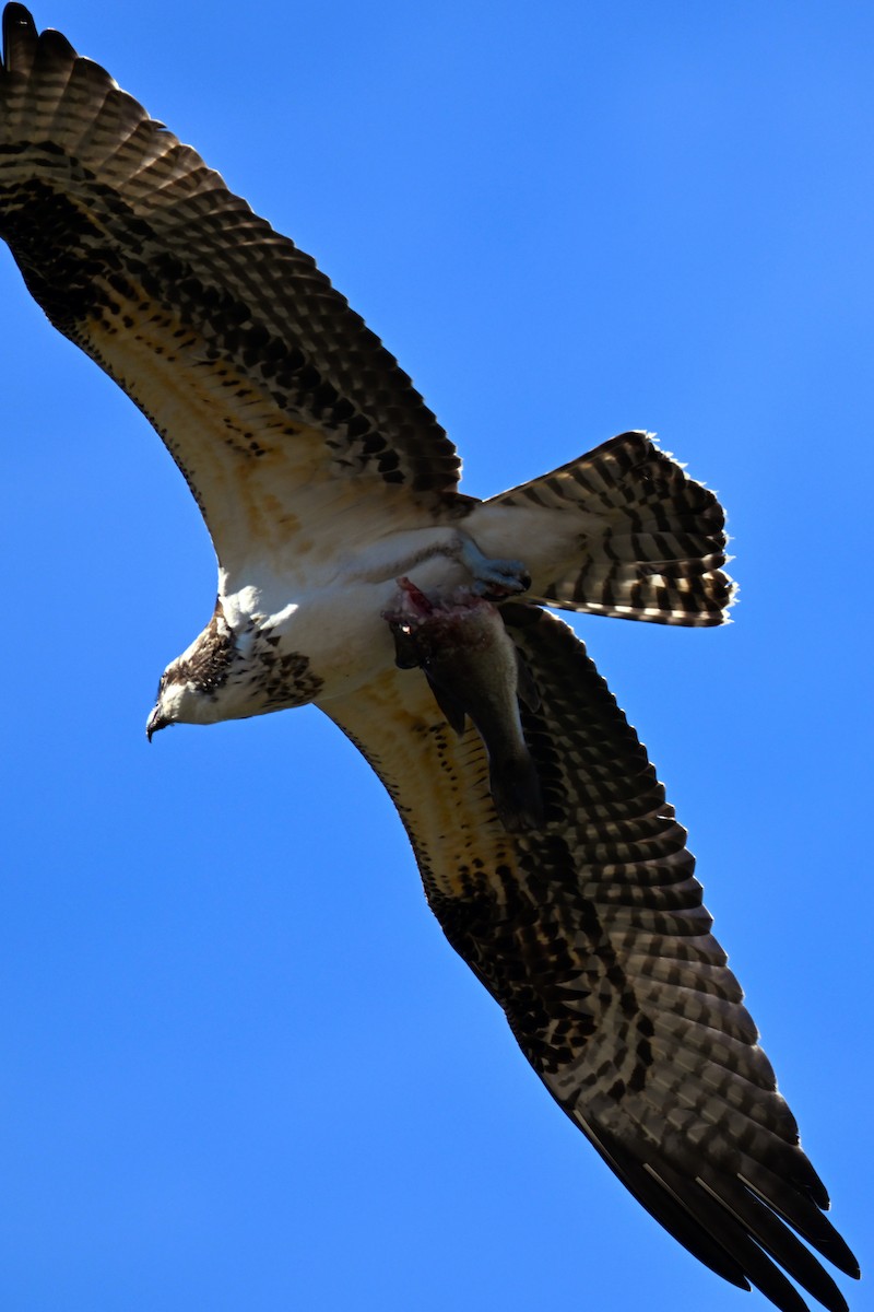 Osprey - ML644101837