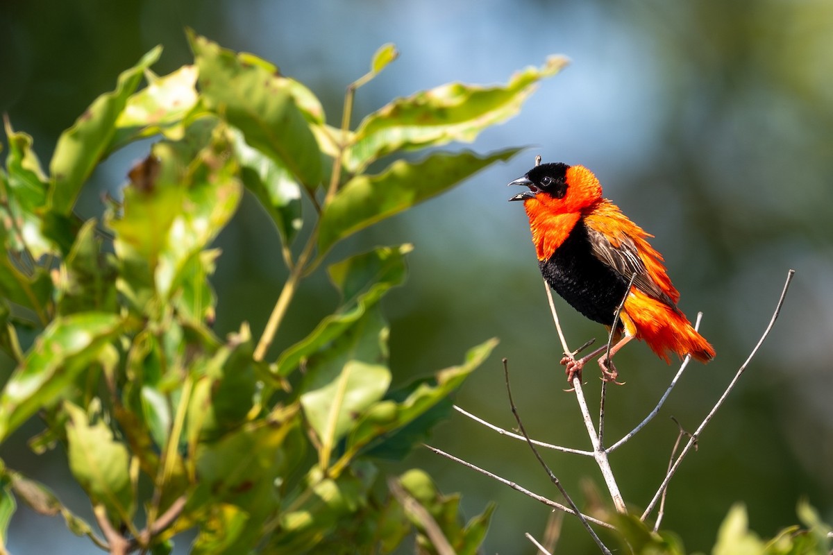 Northern Red Bishop - ML644101848