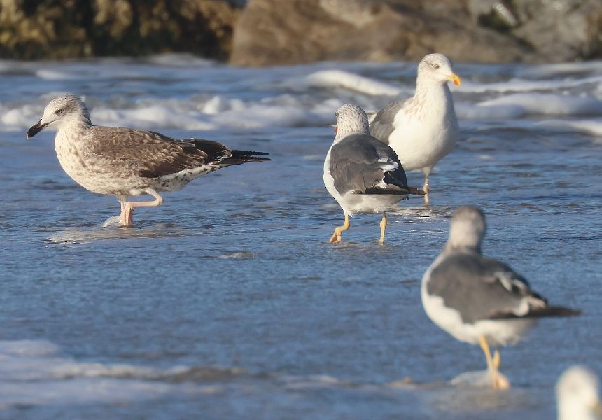 Lesser Black-backed Gull - ML644101878