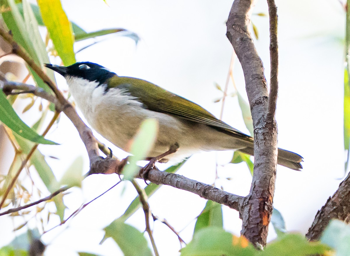 Gilbert's Honeyeater - ML644101895