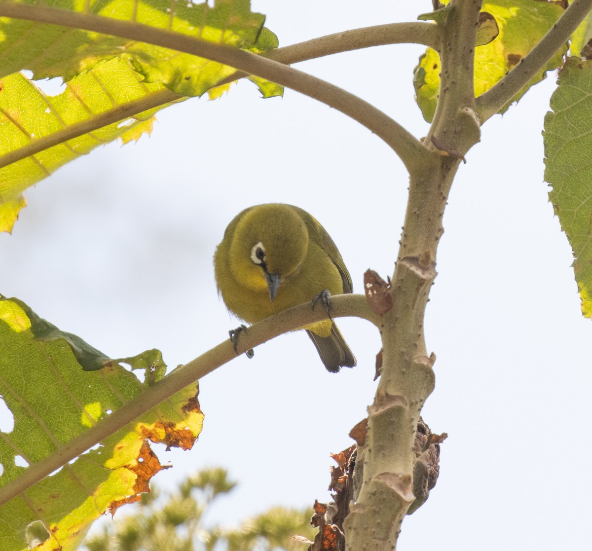 Southern Yellow White-eye - ML644101911