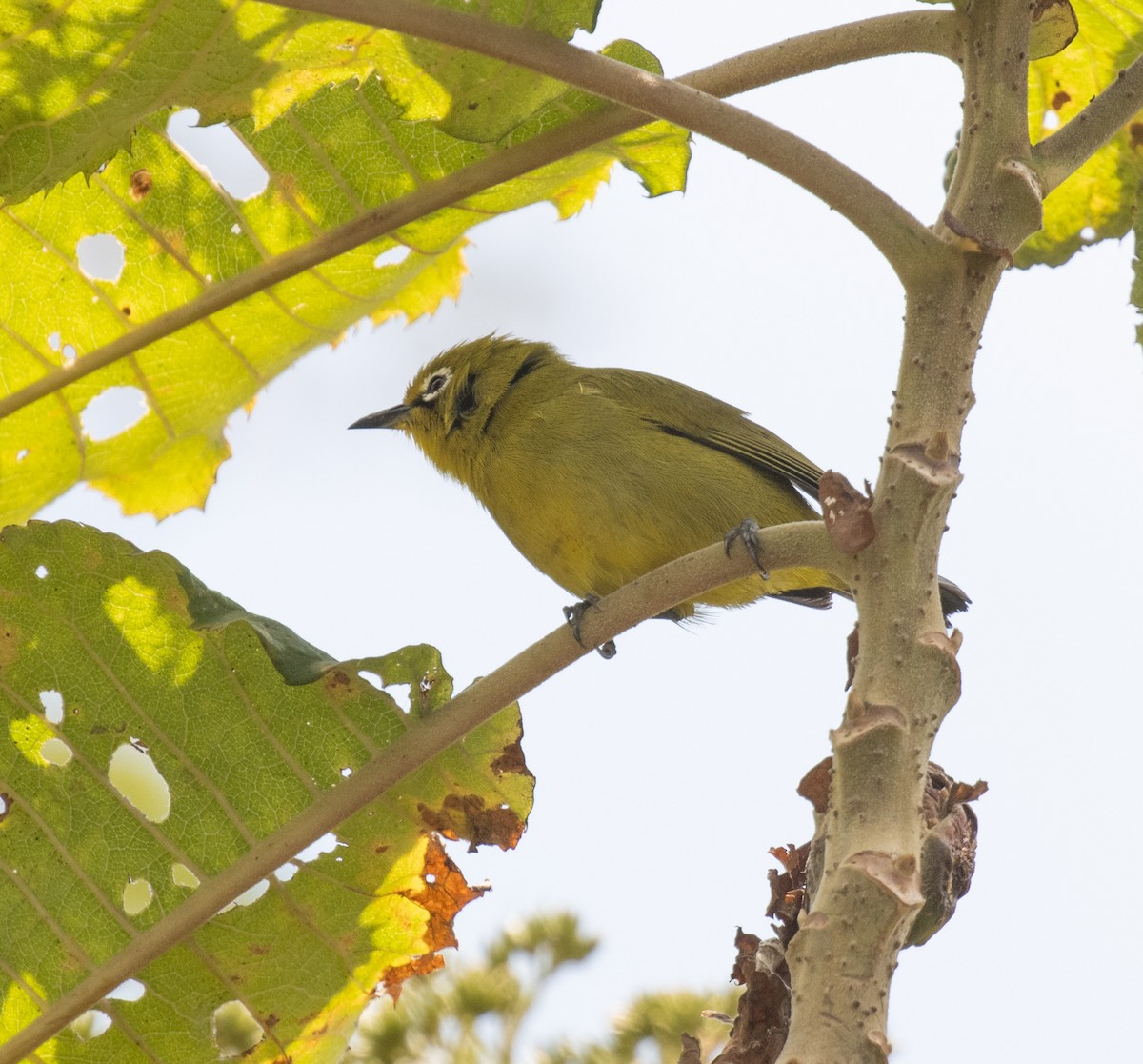 Southern Yellow White-eye - ML644101915