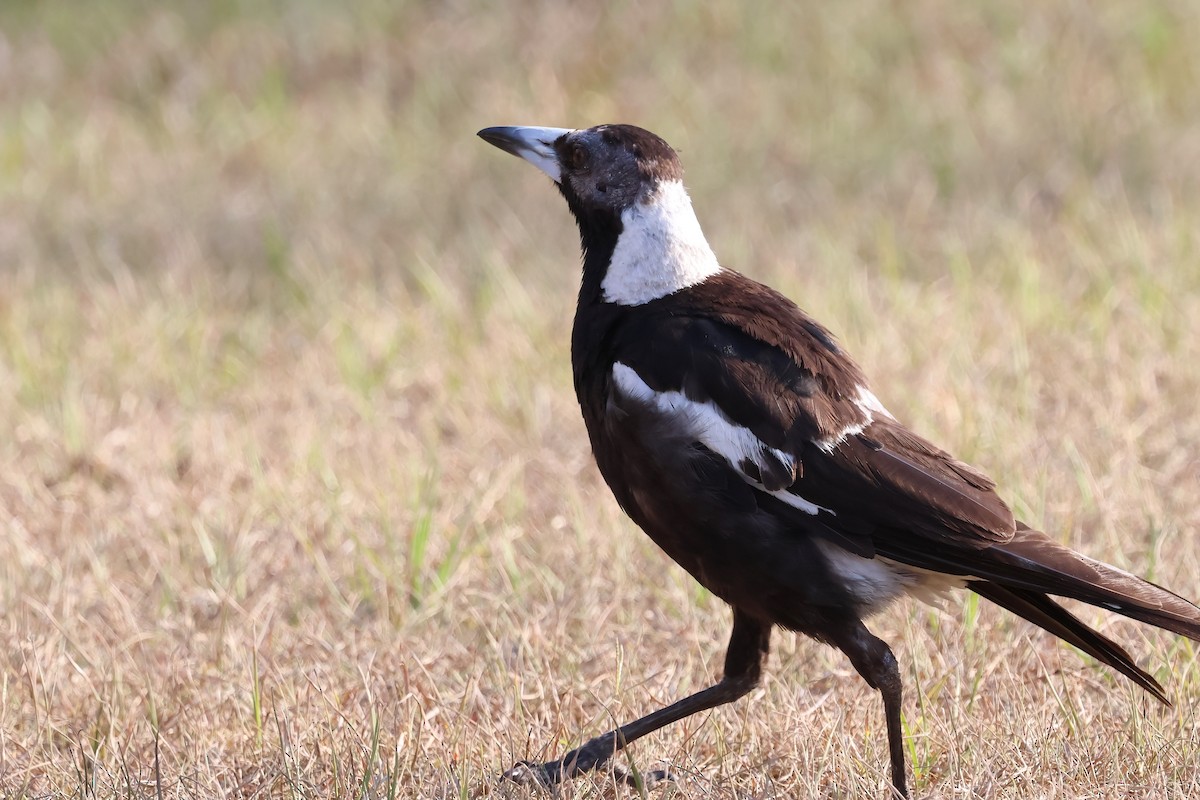 Australian Magpie (Black-backed) - ML644101925