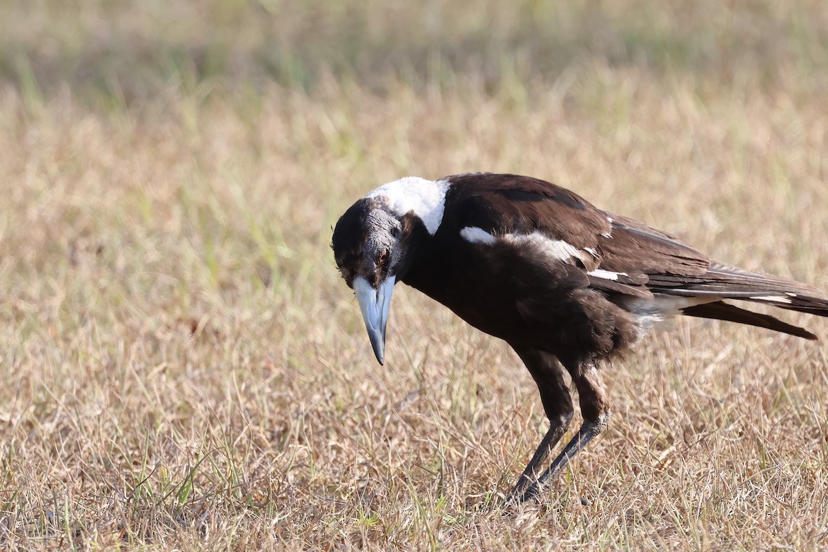 Australian Magpie (Black-backed) - ML644101927