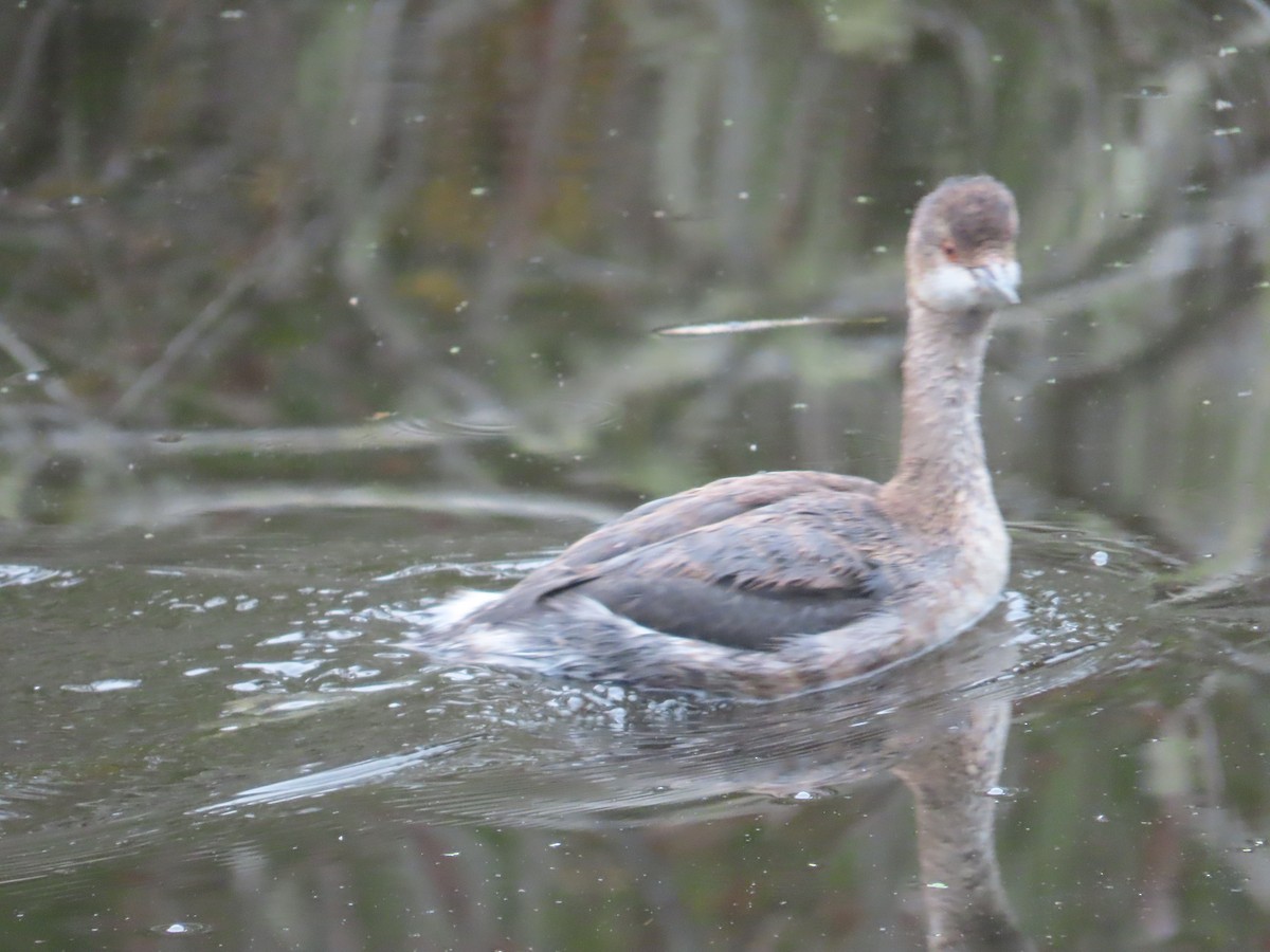 Eared Grebe - ML644101928
