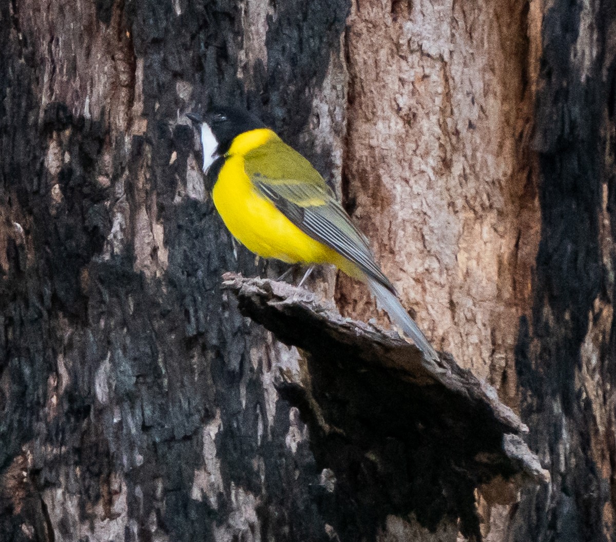 Golden Whistler (Western) - ML644101930