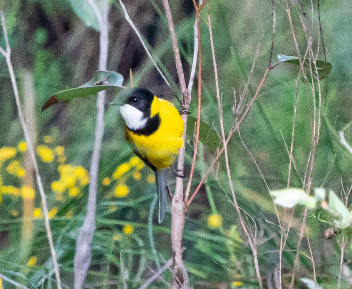 Golden Whistler (Western) - ML644101932