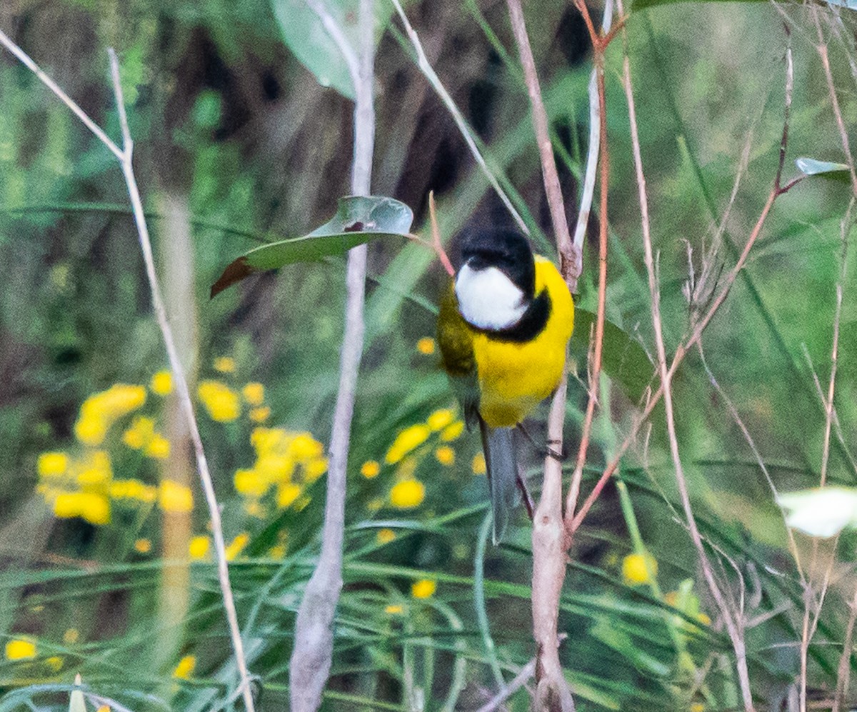 Golden Whistler (Western) - ML644101934