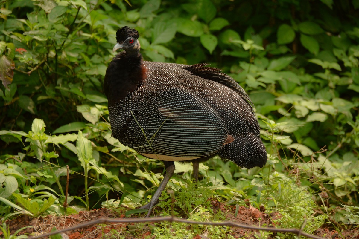 Southern Crested Guineafowl - ML644101938