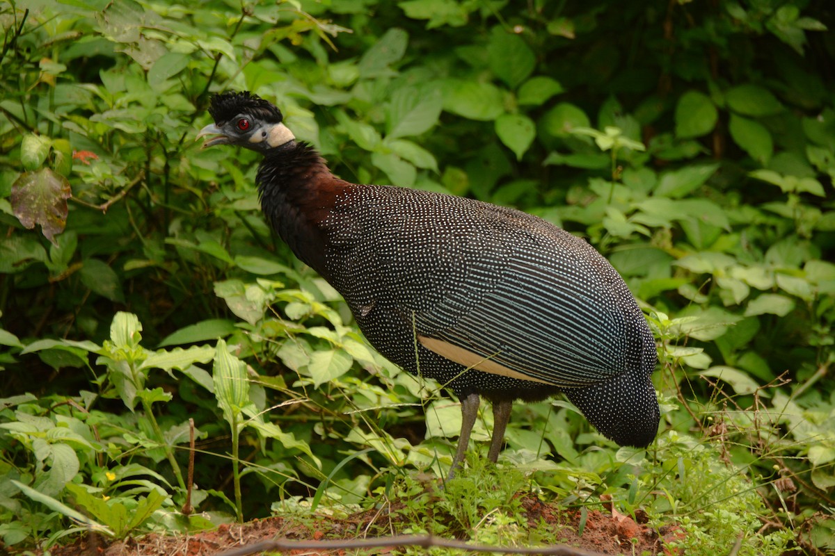 Southern Crested Guineafowl - ML644101939