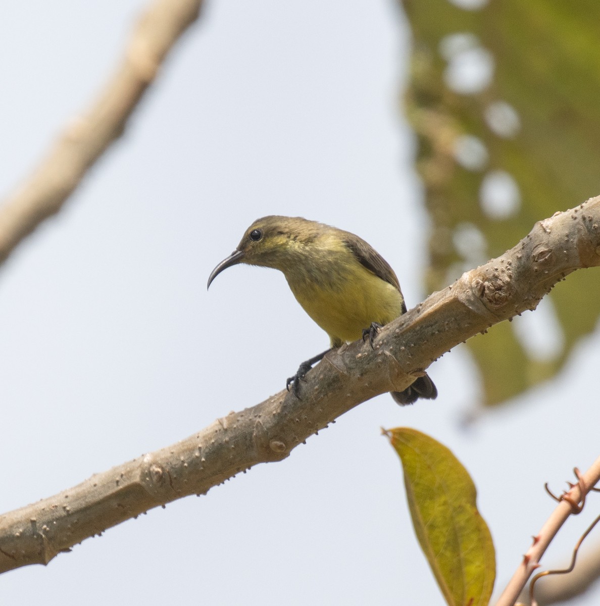 Variable Sunbird - ML644101966