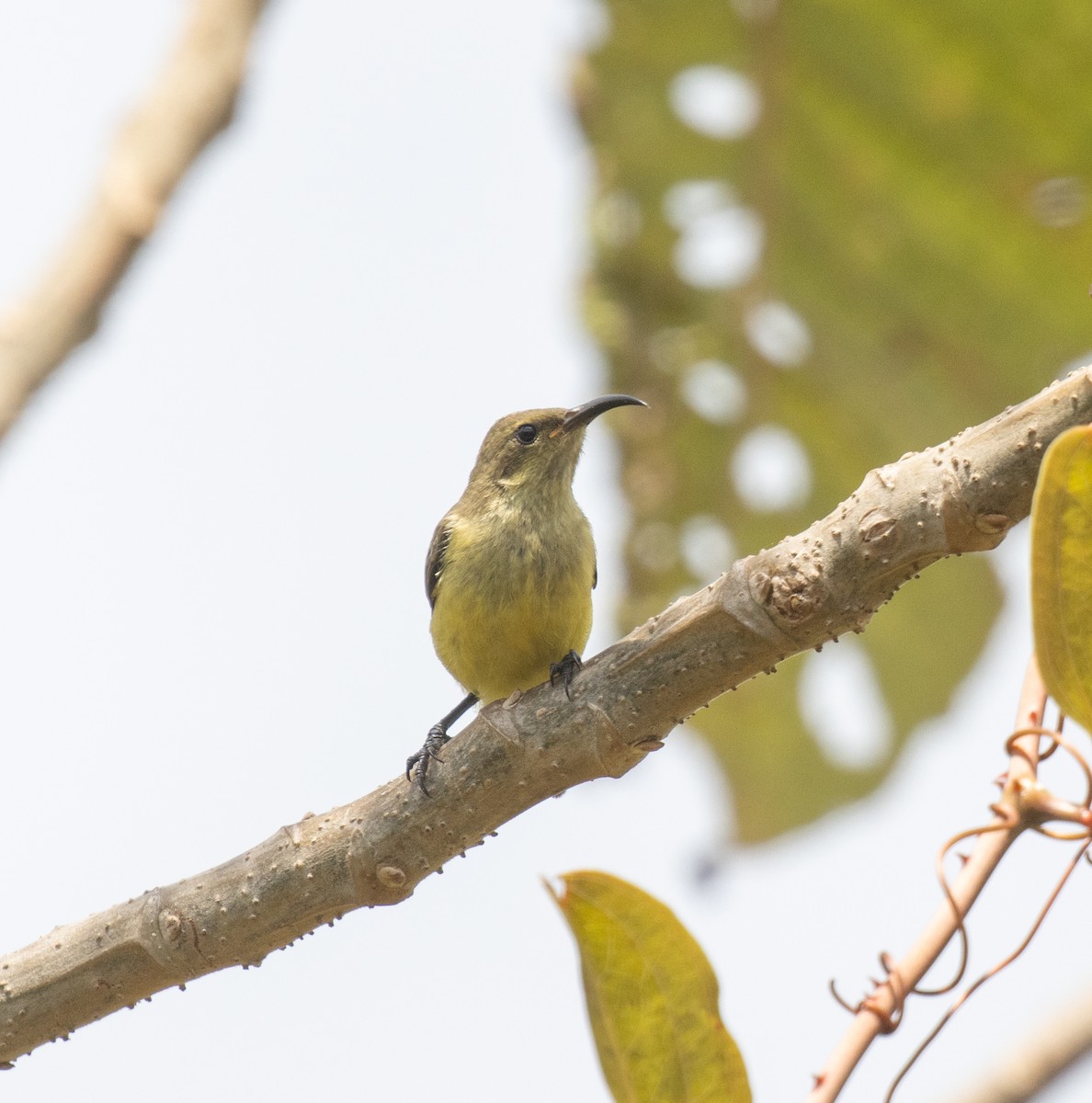Variable Sunbird - ML644101973