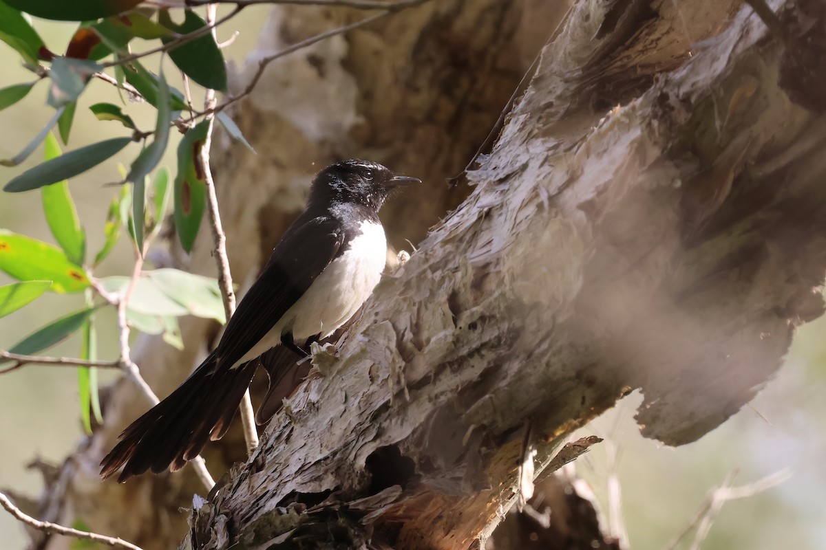 Willie-wagtail - ML644101977