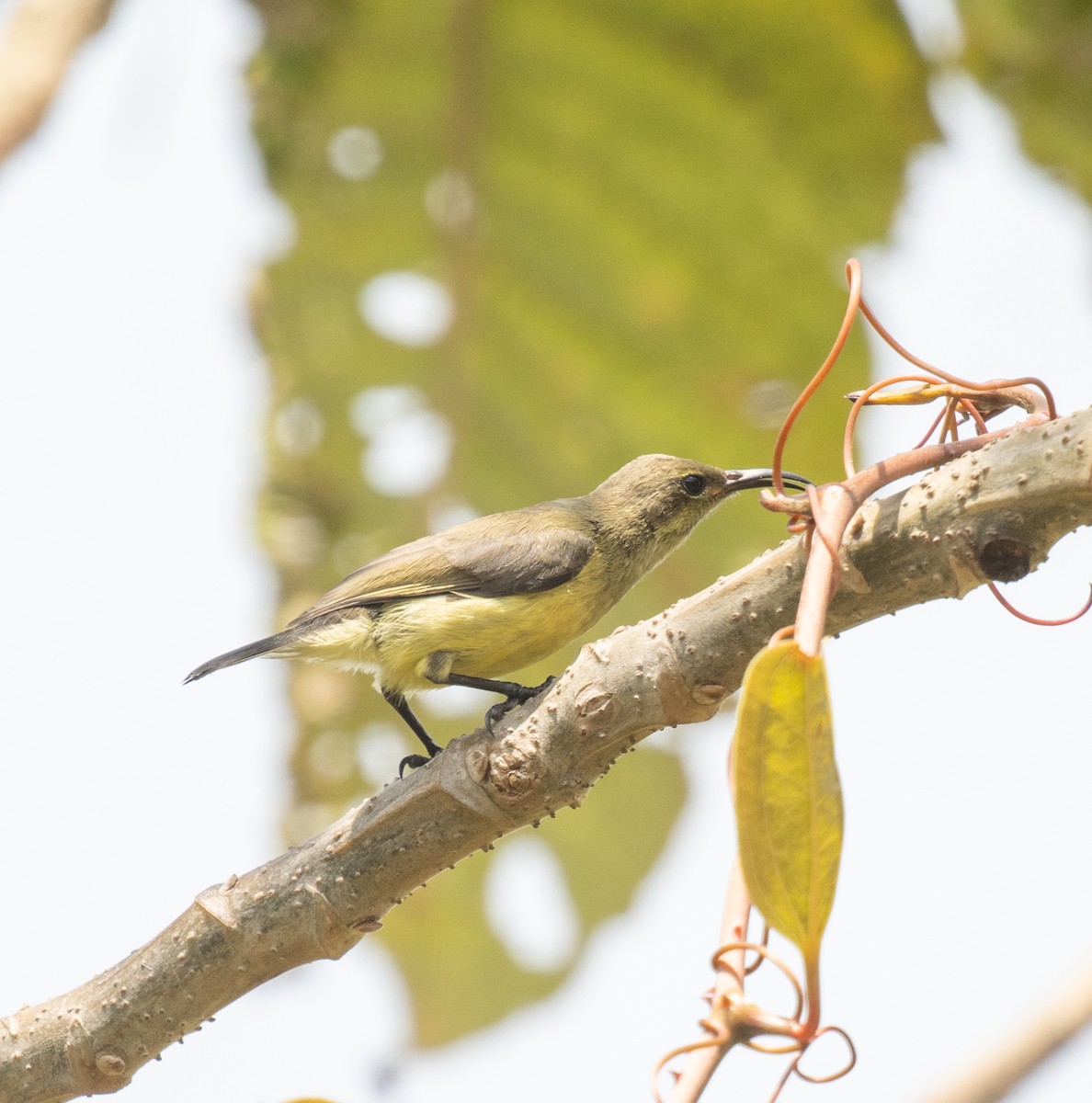 Variable Sunbird - ML644101978