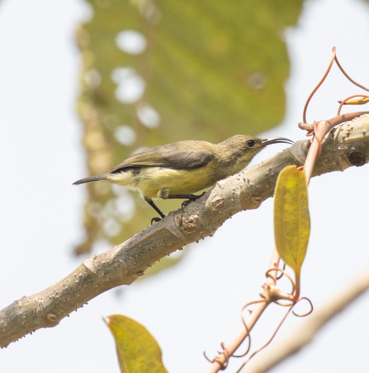 Variable Sunbird - ML644101979