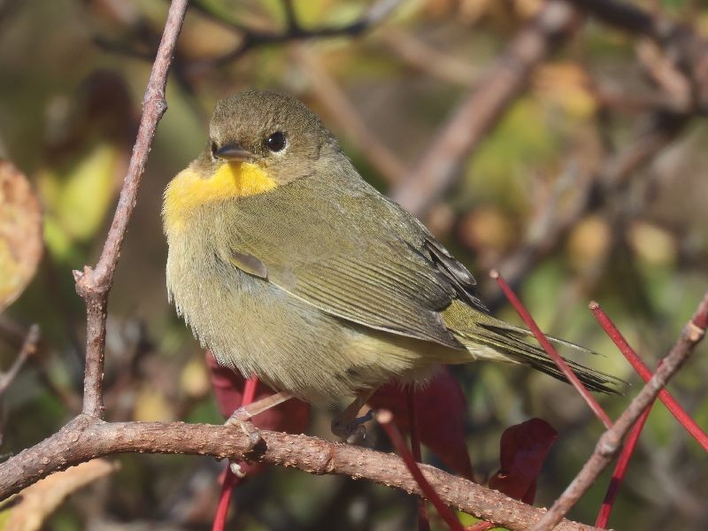 Common Yellowthroat - ML644101980