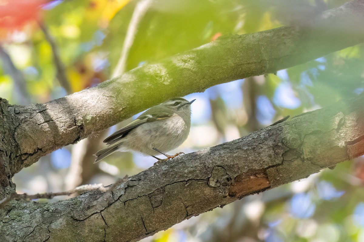 Golden-crowned Kinglet - ML644101994