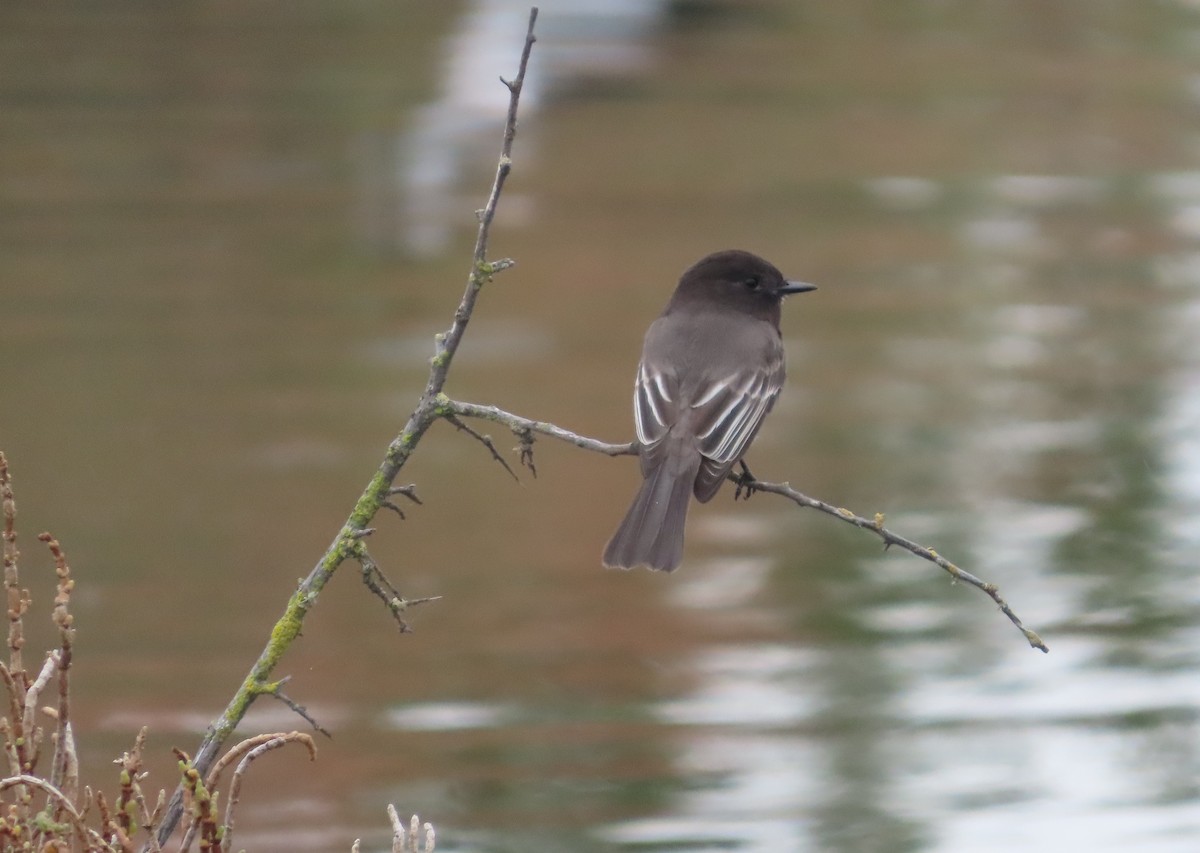 Black Phoebe - ML644101996