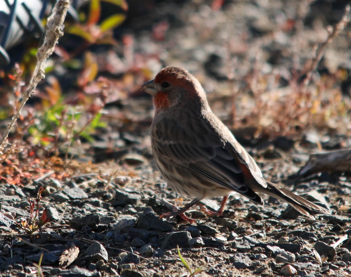 House Finch - ML644102013