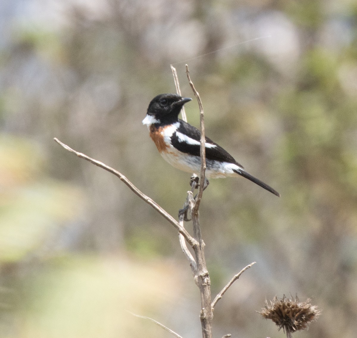African Stonechat - ML644102015